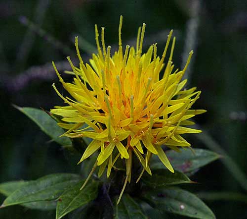 Safflower.jpg.