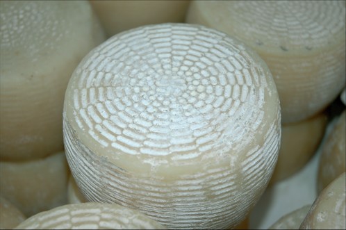 Caciottina canestrata di Sorrento cheese.jpg.