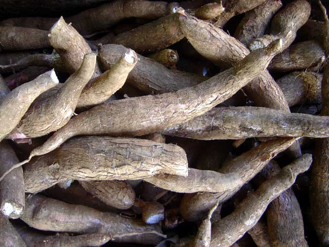 Cassava roots.jpg.