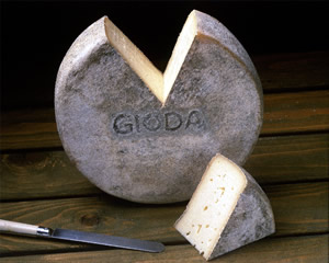 Gioda cheese.jpg. Gioda cheese.jpg.