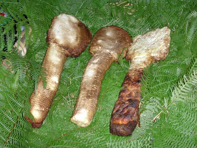 Ricotta affumicata della Mammola cheese.jpg.