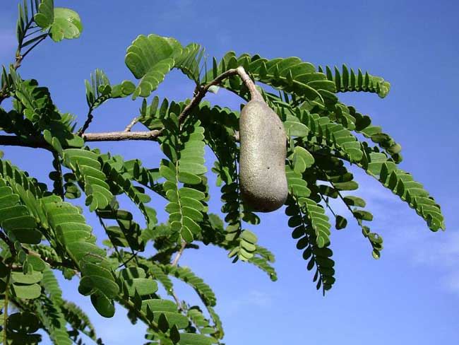 Tamarind tree.jpg.