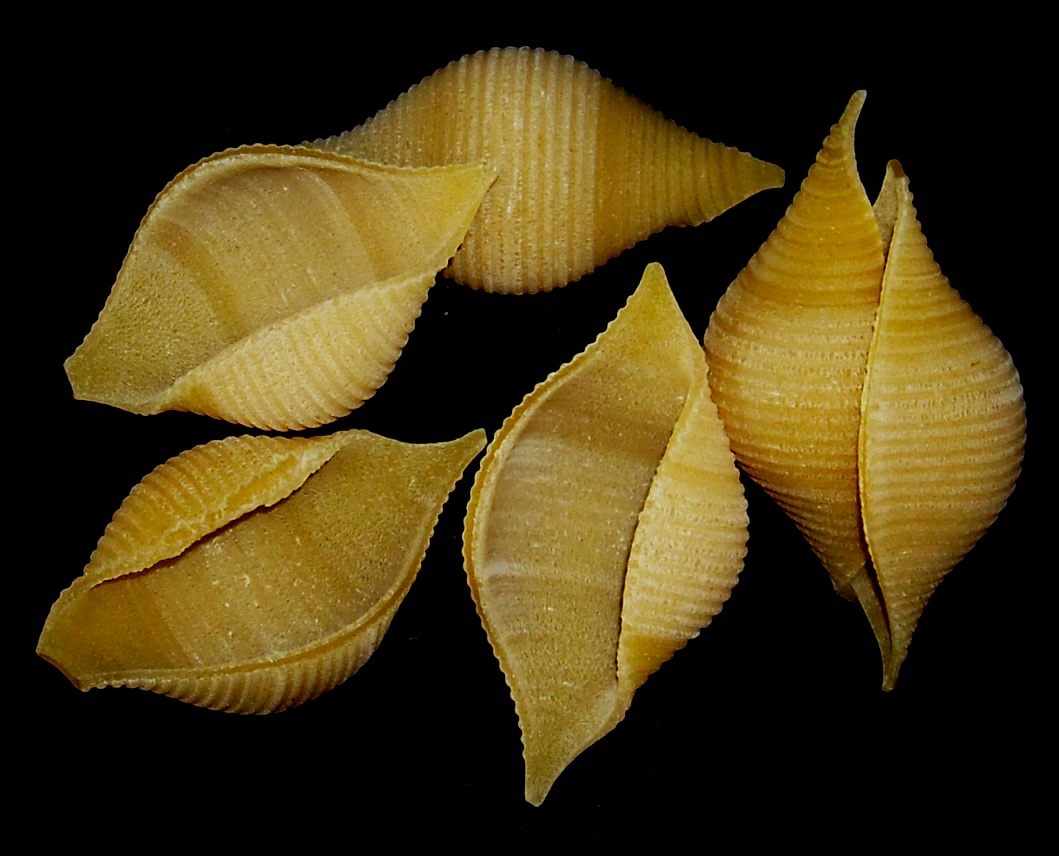 Conchiglioni rigati.jpg. Conchiglioni rigati.jpg.