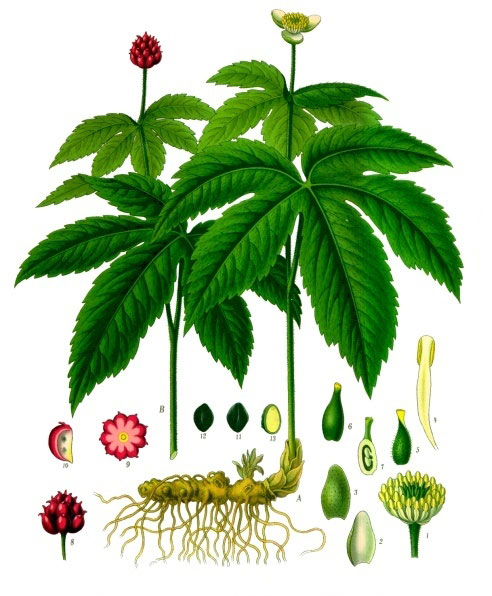Goldenseal.jpg.