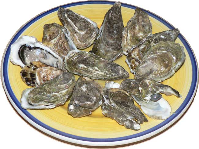 Plate of OystersIngredientNameHere.jpg.