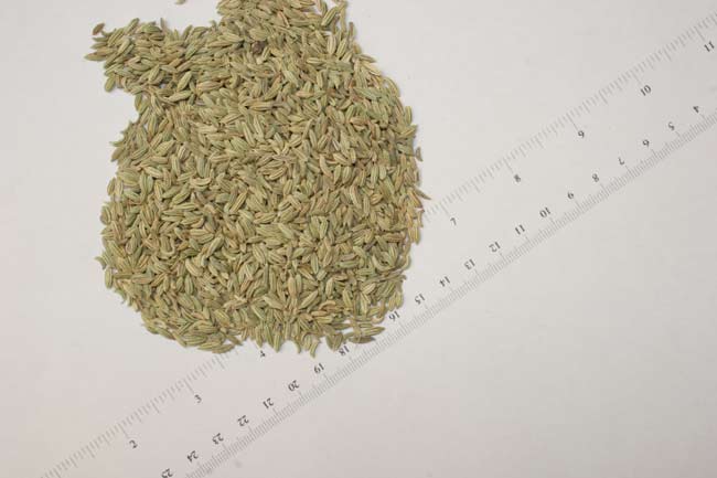 Fennel seeds.jpg. Fennel seeds.jpg.