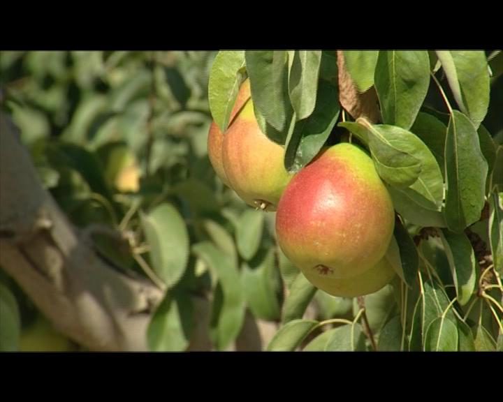 Pera de Jumilla.jpg.