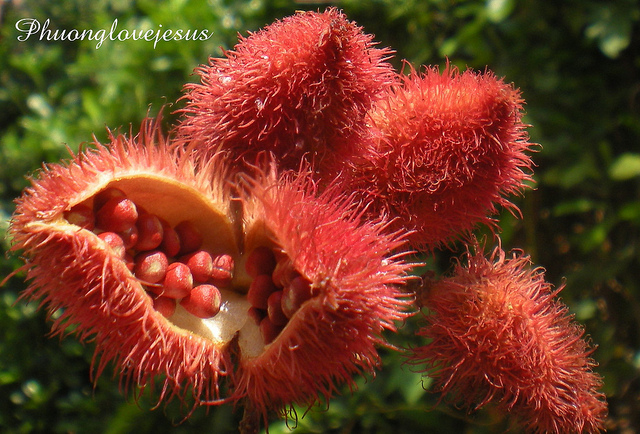 Achiote pods, showing the red seeds.jpg.