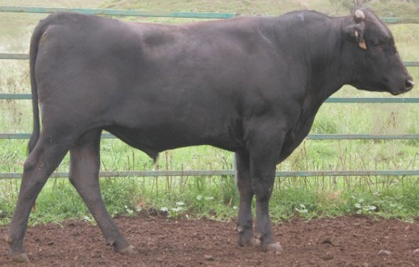 Waygu bull.jpg.