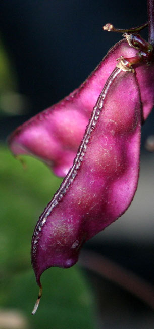 Hyacinth bean pod.jpg.