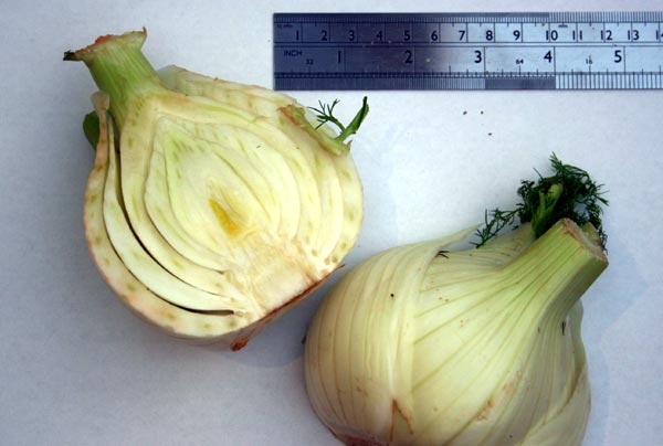Bulb fennel.jpg. Bulb fennel.jpg.