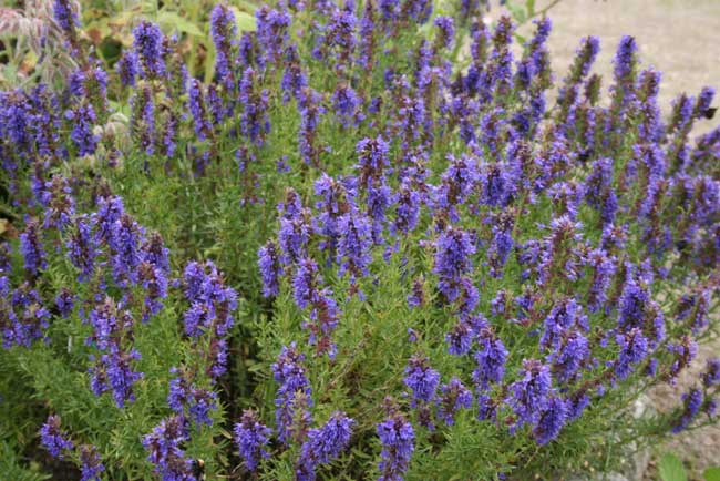 Hyssop.jpg.