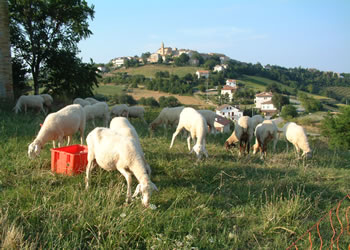 Goats Pecorino di Monte Rinaldo cheese.jpg. Goats Pecorino di Monte Rinaldo cheese.jpg.
