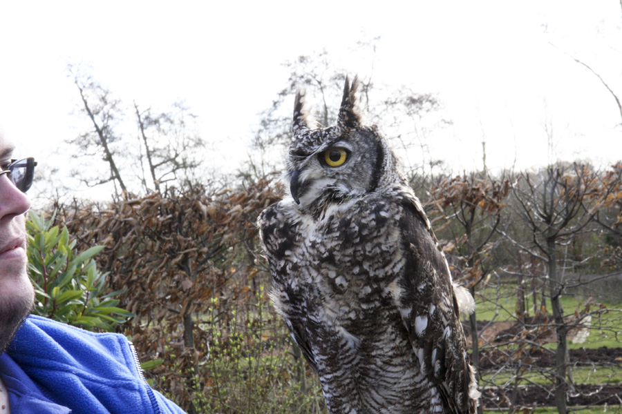 A visiting Jambs Owl.jpg.