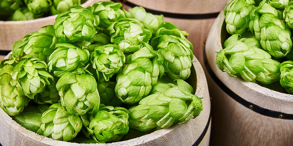 East Kent Goldings.jpg.