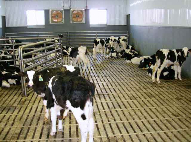 Milk-Fed Veal Calves.jpg.