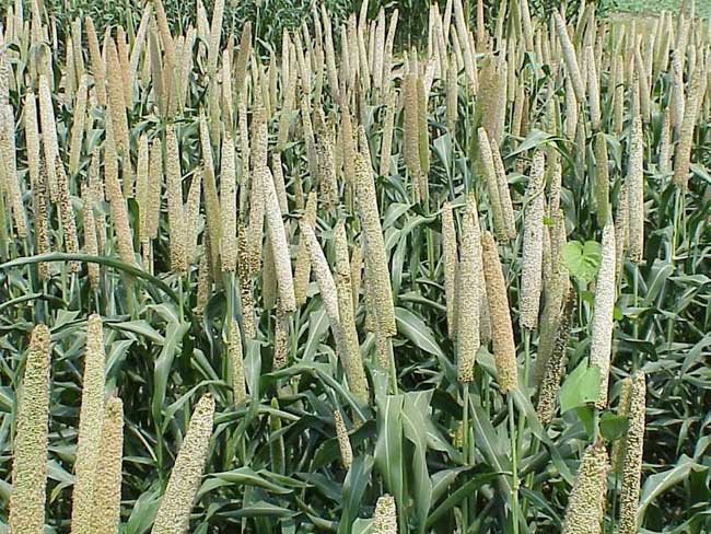 Pearl millet field.jpg.