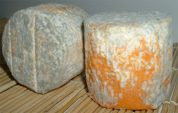 Tarentais cheese.jpg. Tarentais cheese.jpg.
