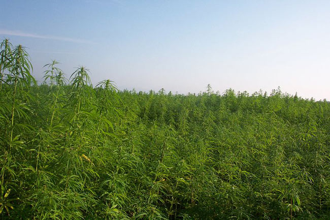 Industrial hemp plantation.jpg.
