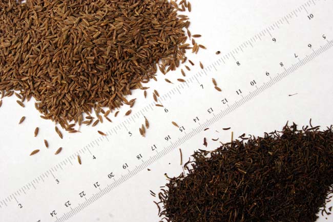 Cumin seeds.jpg.