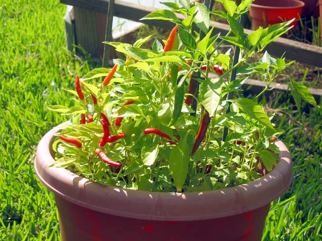 Piri piri sauce recipe.jpg. Piri piri sauce recipe.jpg.