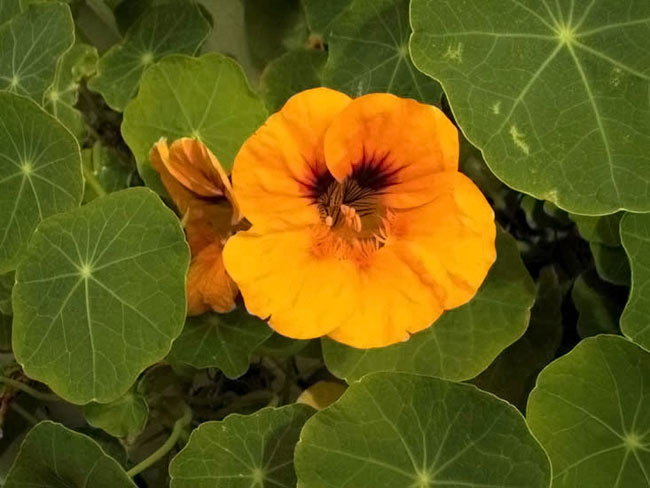 Nasturtium (Tropaeolum).jpg.
