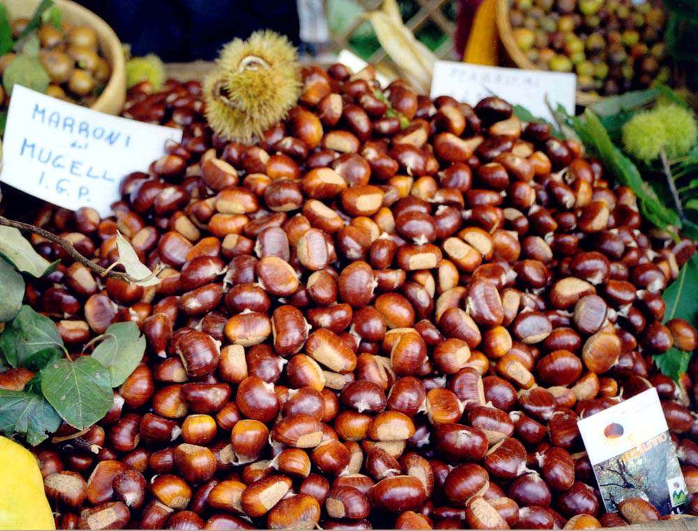 Marrone del Mugello (Mugello chestnut).jpg. Marrone del Mugello (Mugello chestnut).jpg.