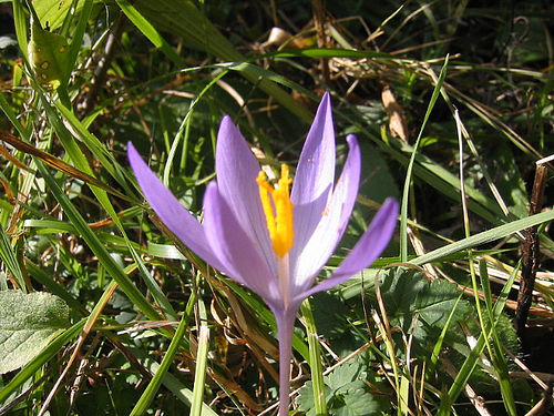 Saffron crocus.jpg. Saffron crocus.jpg.
