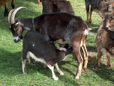 Cabrito de Barroso.jpeg. Cabrito de Barroso.jpeg.