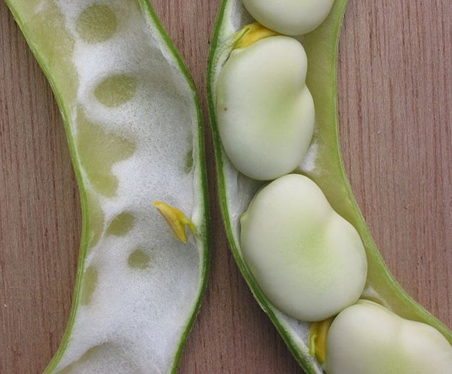 Broad beans.jpg. Broad beans.jpg.