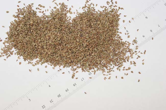 Lovage.jpg. Lovage.jpg.