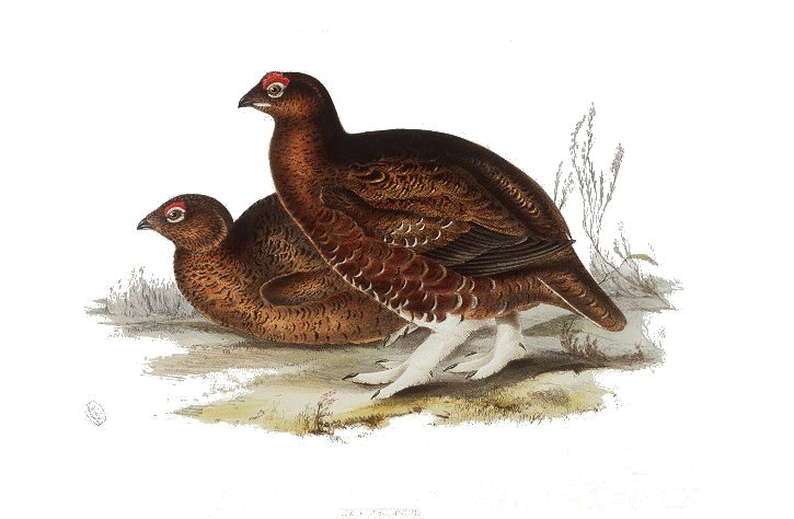 Red grouse.jpg. Red grouse.jpg.