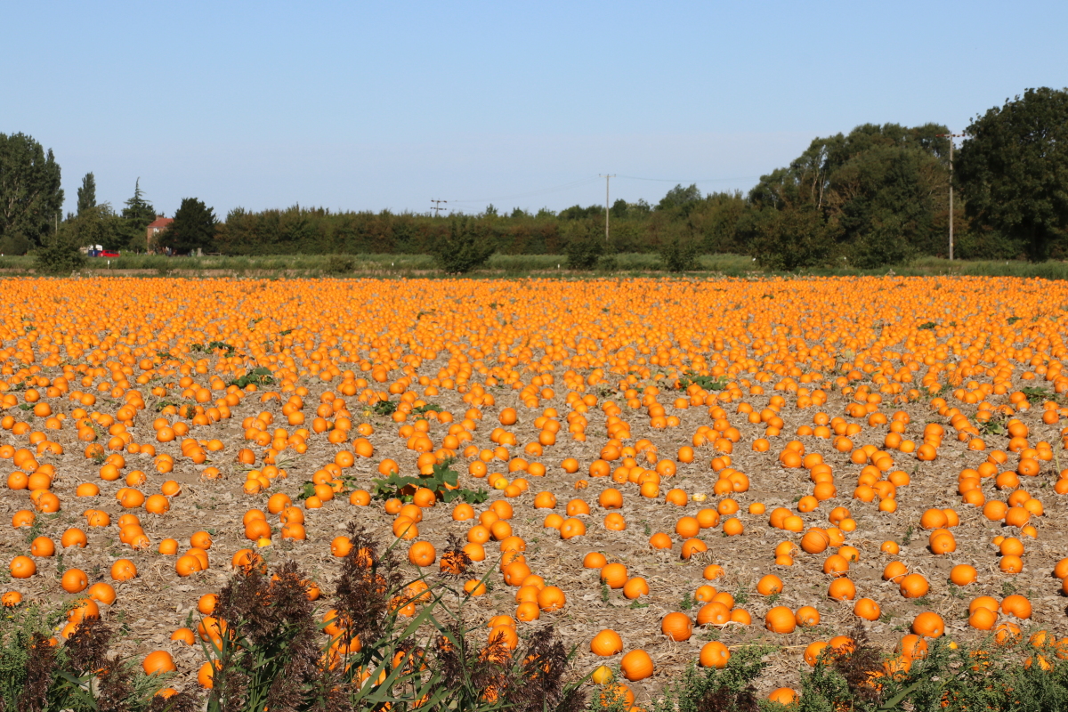 Upwell pumpkin patch.jpg. Upwell pumpkin patch.jpg.