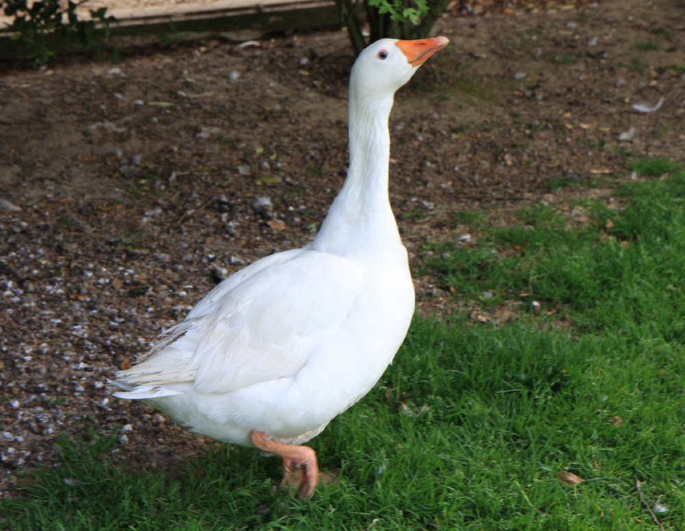 Mumbles farm goose.jpg.