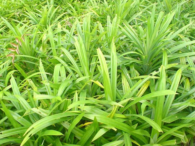 Pandan leaf.jpg.