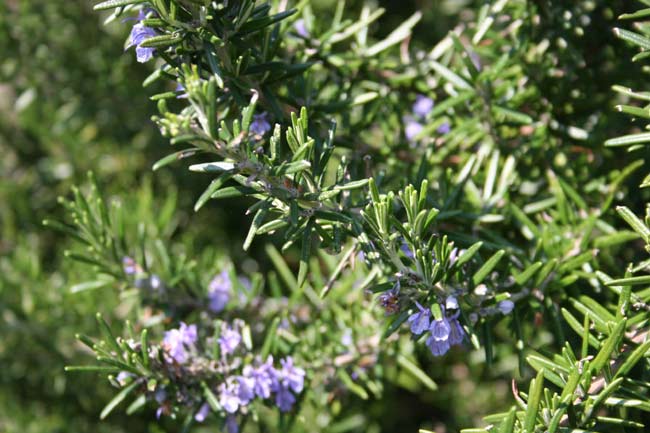Rosemary.jpg.