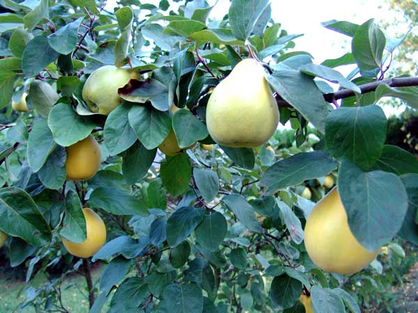Quince.jpg.
