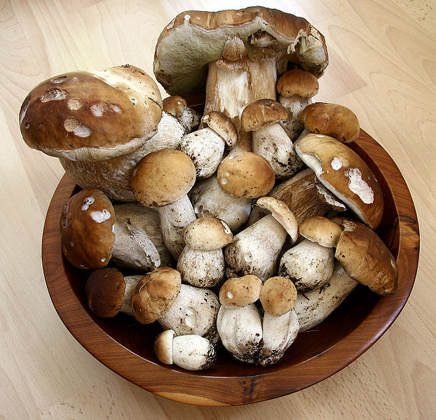 Photo of Porcini mushrooms.jpg