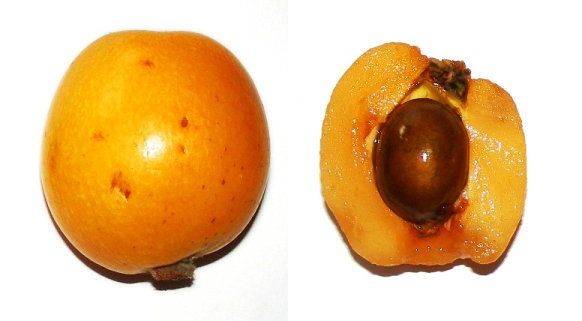 Nísperos Callosa d'En Sarriá.jpg. Nísperos Callosa d'En Sarriá.jpg.