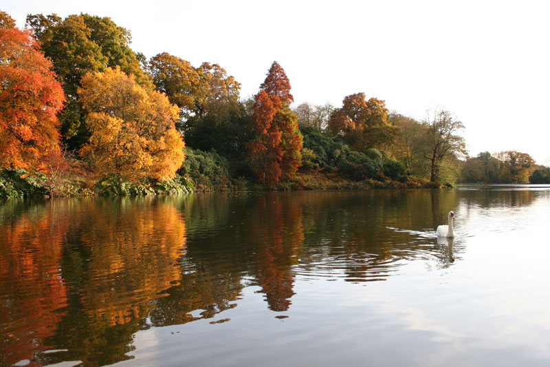 Sheffield Park in autumn.jpg.