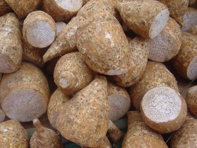 Taro corms.jpg. Taro corms.jpg.
