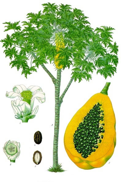 Papaya.jpg. Papaya.jpg.