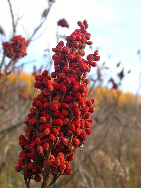 Sumac berries.jpg.