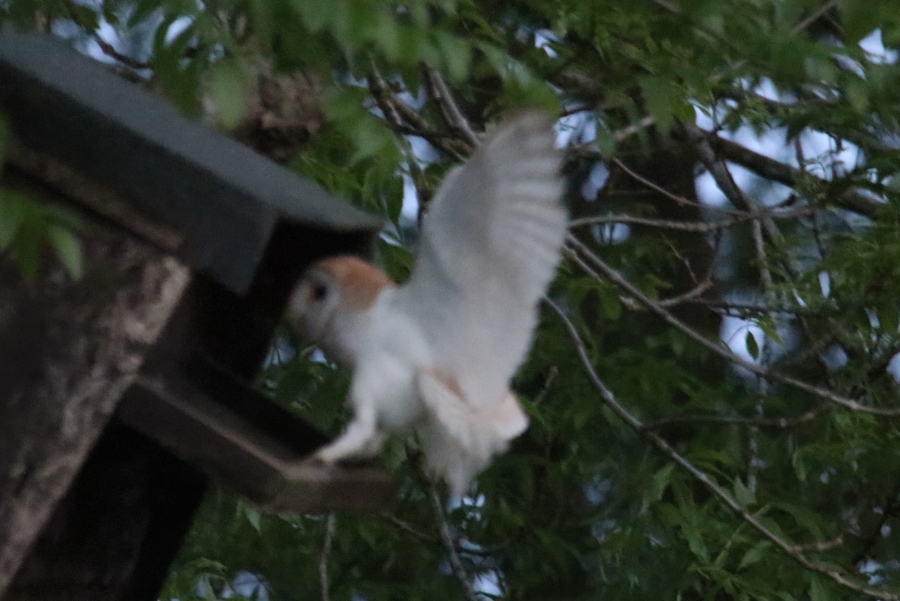 Upwell Barn Owl Box with owl landing.jpg.