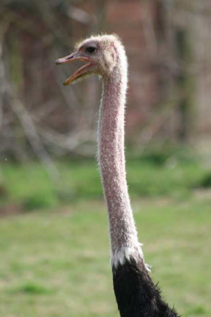 Ostrich neck.jpg. Ostrich neck.jpg.