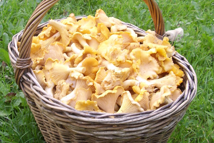 Chanterelles.jpg. Chanterelles.jpg.