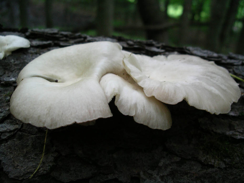 Oyster mushroom.jpg. Oyster mushroom.jpg.