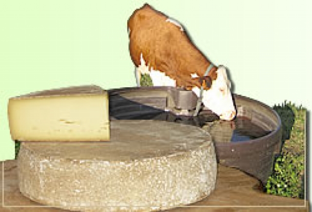 Tomme du massif du Jura cheese.jpg.