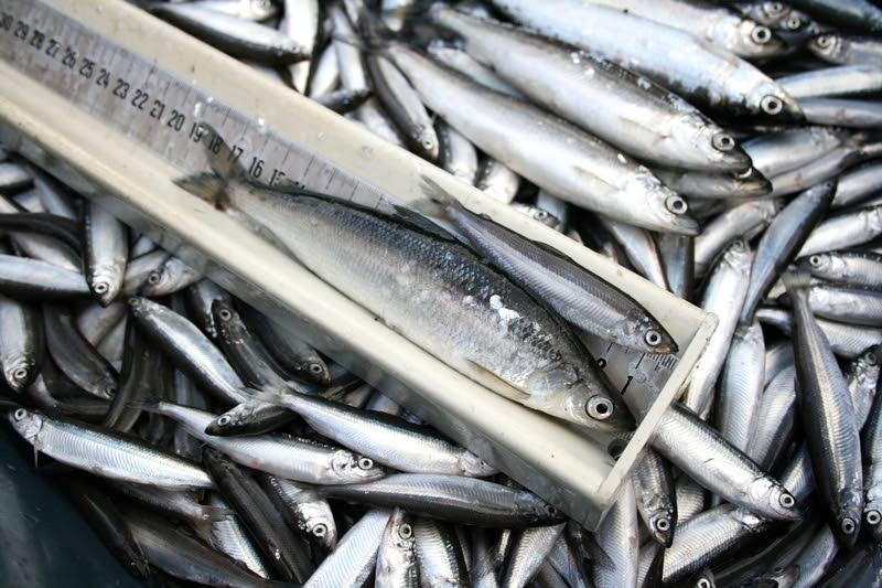 Kitkan viisas (Koillismaan vendace).jpg.