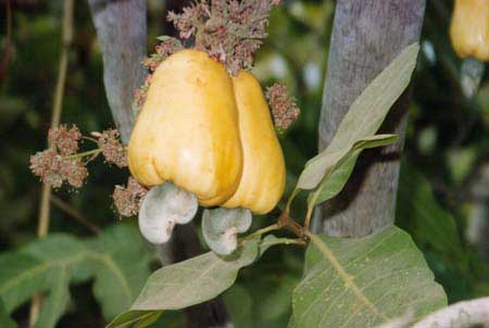 Cashew nut.jpg. Cashew nut.jpg.